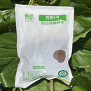 桂桑优桂桑6号桑种子养殖饲料杂交桑大叶高产500g【仅限自繁自用】 500g