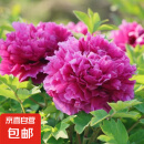 牡丹花树苗洛阳正宗对版重瓣牡丹花苗盆栽花卉绿植当年开花 魏紫3-5分支【当年开花】