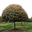 沁茗毓桂花树苗四季桂大树花卉原生丹桂金桂地栽盆栽庭院别墅花香浓郁 状元红 15公分粗（精品造型）