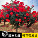 宝御安棒棒糖月季四季开花卉室外庭院花园植物盆栽绿植玫瑰花特大桩树苗 中国红棒棒糖月季 5公分粗（高1.5-1.7米）