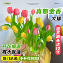 雅致5球郁金香种球水培土培植物种子绿植室内好养花卉盆栽源头直发