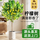 植男植女客厅大型香水柠檬树带花果绿植四季植物室内盆栽可食用源头直发
