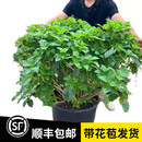 娴雅5加仑无尽夏绣球花苗盆栽阳台庭院别墅大花四季八仙花卉耐寒植物 大15加 别墅专用