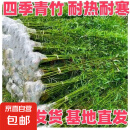 竹子苗庭院室内外观赏盆栽黄金竹青竹紫竹苗毛青竹苗金镶玉竹子苗 四季青【带土包活】 1厘米粗10颗【1.5米高】
