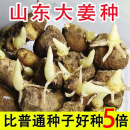山东二号大姜精选姜种生姜种子带芽老姜种籽黄姜种植苗姜种芽生姜 2500g