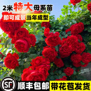 宝御安母本蔷薇花苗爬藤植物藤本月季花特大苗四季开花浓香粉色龙沙宝石 蒂娜母本大苗 2-2.5米原盆原土发货