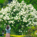 海蒂的花园中华木绣球斗球灌木花卉庭院大型造景木本植物盆栽树苗原盆原土 中华木绣球60cm美植袋  C级 含盆