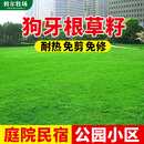斡尔牧场进口狗牙根草坪种子草籽庭院小区工程绿化源头直发包邮
