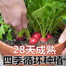 【2万人收藏】四季樱桃萝卜水果萝卜生吃红皮白肉小萝卜脆甜多汁 四季樱桃萝卜水果萝卜(今年新种) 精选1包(约300粒)