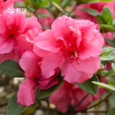 虹越（HONGYUE）安酷杜鹃花大苗多季开花 庭院造景花园多年生易养护常绿花卉植物 【超大规格苗】胭脂 20加仑