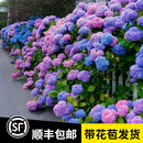 宝御安5加仑无尽夏绣球花苗盆栽阳台庭院别墅大花四季八仙花卉耐寒植物 混合色 无尽夏母本大苗原盆原土 带盆栽好