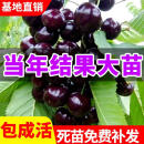 启丽车厘子树苗南方北方种植嫁接矮化大樱桃树苖庭院樱桃树苗当年结果 12年大苗包成活、81cm(含)-110