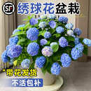 临雅绣球花苗盆栽室内阳台庭院植物四季开花卉无尽夏带花苞耐寒老桩秀 【花期带花】太阳神殿