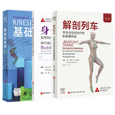 基础肌动学 : 第4版（新版） 运动康复 物理治疗 北京科学技术 解剖列车（第4版）+身体解读+基础肌动学