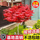 日本红枫树苗四季红室外耐寒红舞姬盆景盆栽大树绿植庭院绿化植物 红枫3公分粗带土球