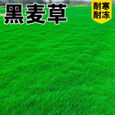 草籽草坪草种子10斤装矮生四季青免修剪耐寒耐旱庭院公园球场绿化 黑麦草净籽10斤【耐寒耐冻】
