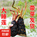 睡莲种苗荷花盆栽中大型碗莲莲花种藕水培水养水生池塘盆缸荷叶种 大睡莲根块 5个-混色
