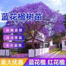 霖畔蓝花楹树苗大树正宗耐寒名贵风景树乔木户外庭院种植盆栽老桩树木 15年苗当年开花拍下备注品种 其他