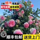 宝御安母本蔷薇花苗爬藤植物藤本月季花特大苗四季开花浓香粉色龙沙宝石 粉色龙沙宝石母本大苗 2-2.5米原盆原土发货