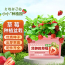 贝意品儿童种植小盆栽奶油草莓水果种子幼儿园植物观察盒小学生礼物