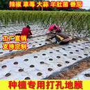 种植专用打孔地膜农用种菜有孔银黑塑料薄膜防草辣椒花生玉米四孔 【其他打孔规格联系客服】5卷起
