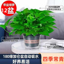 行湘绿萝盆栽水培绿植新房除甲醛植物180#加仑盆12盆+吸水盆 源头直发