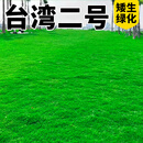 草籽草坪草种子10斤装矮生四季青免修剪耐旱庭院公园球场高档绿化 台湾二号净籽10斤【矮生绿化】