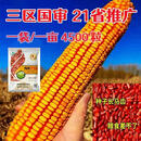 双胞胎秋玉米高产国审大棒玉米种子抗倒抗旱种子云贵川皆可种植 NK718[2.9斤装]可种一亩