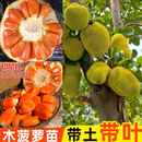 菠萝蜜树苗印尼红肉马来西亚一号:泰国8号泰国12号 【8年苗】备注 30cm-40cm