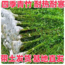 竹子苗庭院室内外观赏盆栽黄金竹青竹紫竹苗毛青竹苗金镶玉竹子苗 四季青【带土包活】 1厘米粗10颗【1.5米高】