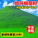 草籽护坡固土四季常青耐热耐旱边坡绿化草坪种子免修剪狗牙根种籽 护坡狗牙根50斤【南方首选】