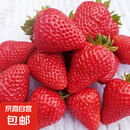 云南四季新鲜草莓现发商用草莓纯酸口感 蒙特瑞夏草莓净重2斤装