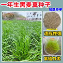 蓿蕾黑麦草子种种籽四季种植牧草耐寒高产喂猪牛羊鸡鹅鱼草牧草种子孑 一年生黑麦草种子（亩用量15斤） 50斤装（纯净籽）超高芽率