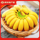小博生鲜广西小米蕉 芭蕉 新鲜水果 小香蕉 当季应季水果 青色香蕉 需催熟 净重4.5-5斤【手工精选果】