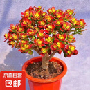 姬红花月红叶玉树老桩摇钱树多肉植物盆栽群生多头萌新手好养 姬红花月大老桩25cm高 栽好带盆 不含盆