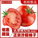 绿水秦川正宗高山沙瓤水果西红柿现摘新鲜水果生吃沙地陕西西红柿自然熟 精选18-22枚实惠装【小果】单果约 50g +