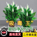 【热销款】白掌一帆风顺盆栽水培植物室内花绿植红掌发财树吸甲醛 【店主推荐】特级白掌6-8株带花+早安盆+营养液