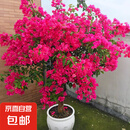 三角梅盆栽花苗绿植物重瓣庭院阳台爬藤攀援植物花卉树苗盆景 三角梅15大苗【花开富贵】