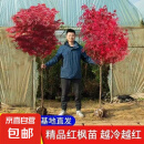 红枫树日本红枫树苗造型别墅庭院园林绿化苗盆栽红枫树苗 四季红 包品种 日本红枫【红舞姬】 3厘米粗 1.4米高 带土球发货