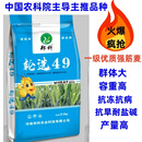 国审抗冻抗病高产批发转高产基因小麦种轮选49抗倒抗旱优质强筋