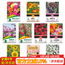 花沃里10款花种子套餐 花卉种子组合太阳花凤仙花向日葵四季种野花种籽