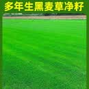 黑麦草草籽草坪种子四季常青多年生低矮耐寒庭院公园护坡固土绿化 蓝标纽一多年生黑麦草净籽10斤装