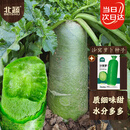北蔬 萝卜种子苗水果青萝卜甜脆生吃夏秋季种菜种籽 沙窝萝卜种子20g