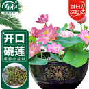 寿禾 水培碗莲种子苗荷花家庭办公室小盆栽 潍育寿艺开口碗莲种子30粒