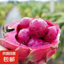 海南红心火龙果金都一号装新鲜采摘现摘现发 单果200g+（2个装）