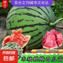 8424西瓜苗麒麟大瓜种籽南方嫁接无耔水果蔬菜苗 冰糖麒麟西瓜苗(对版发货) 10颗苗【带土发货】