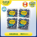 怡颗莓Driscoll's 秘鲁进口蓝莓中果14mm+ 4盒 125g/盒 源头直发