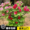 宝御安正宗重瓣牡丹花苗菏泽洛阳芍药花庭院盆栽花卉植物浓香大花带芽孢 20年大苗（下单备注品种）