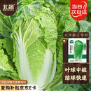 北蔬 北京新三号白菜种子苗叶多秋季蔬菜种籽 北京新三号种子10g×3包