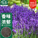 寿禾 薰衣草种子苗可盆栽种春夏花卉籽 鲜之吻法国薰衣草种子约6000粒